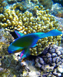 Bulletheard parrotfish-Red sea-depth - 1-25 m by Yakout Hegazy 